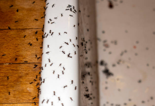 Professional Pest Control in El Sobrante, CA