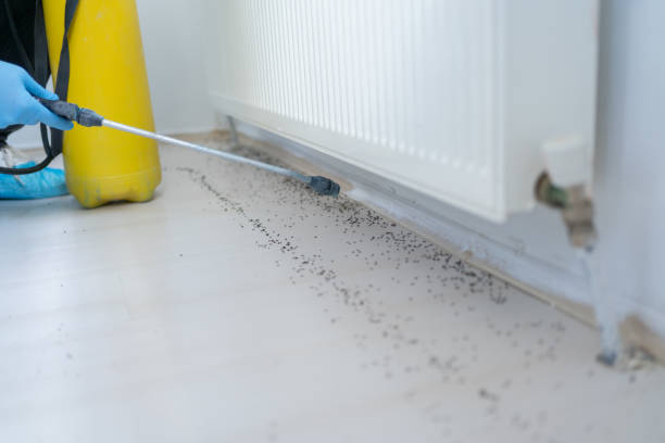 Best Pest Removal Services  in El Sobrante, CA